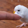 Hedwig Headscratch