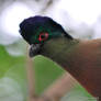 Shrek the Turaco