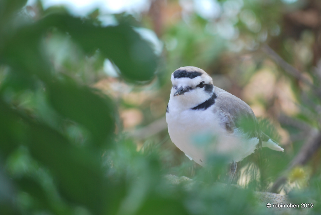 Plover Wonderland