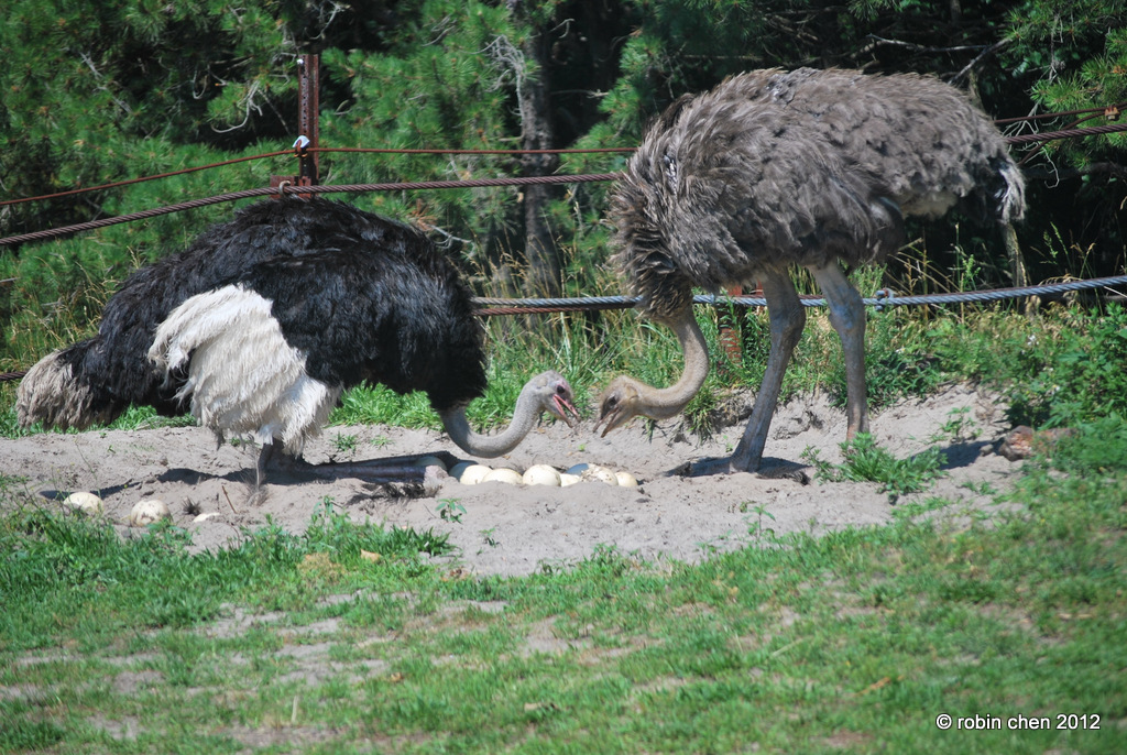 Ostrich Love Nest