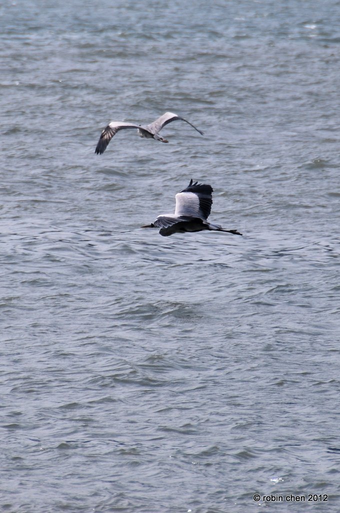 Grey Heron - Tandem Flight