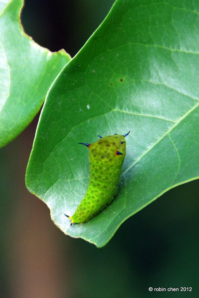 Fat Caterpillar by meihua on DeviantArt