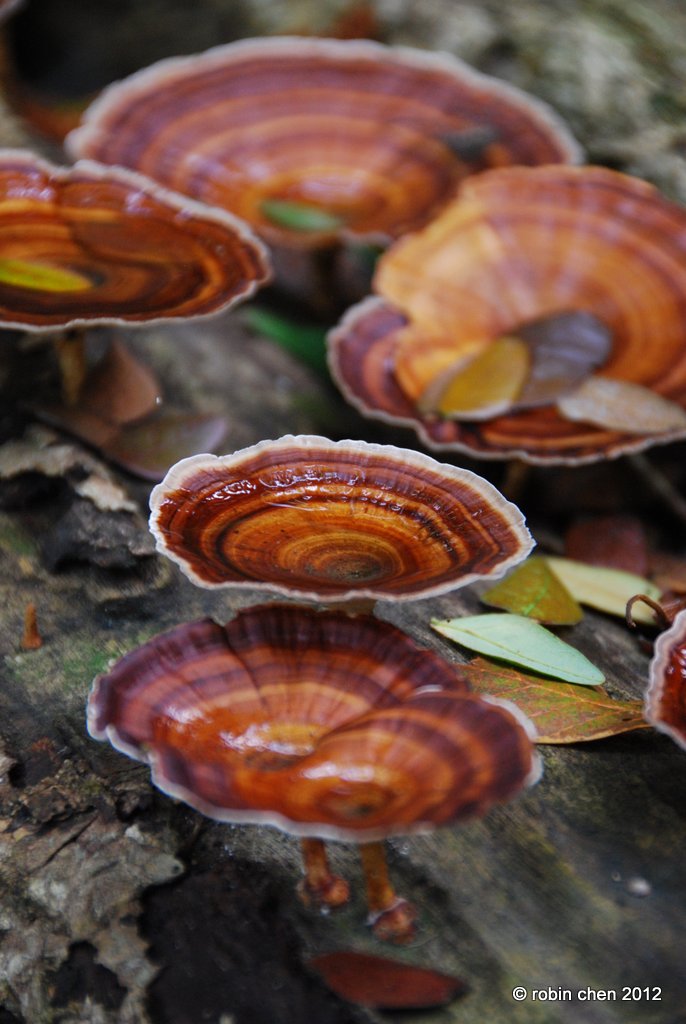 Mushroom Plates II