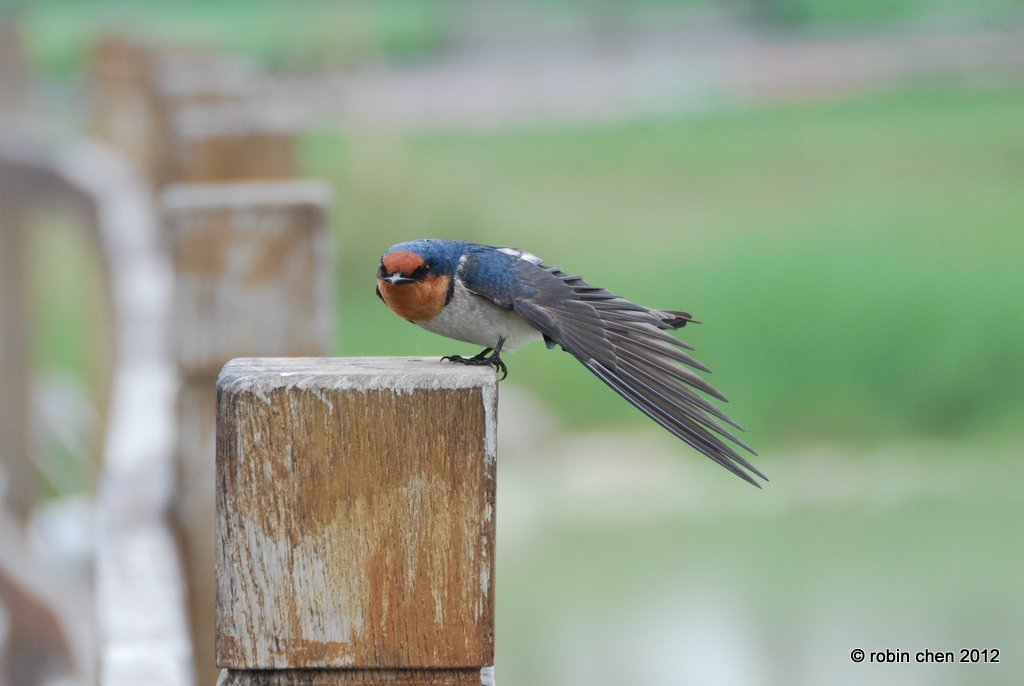 Swallow Stretch