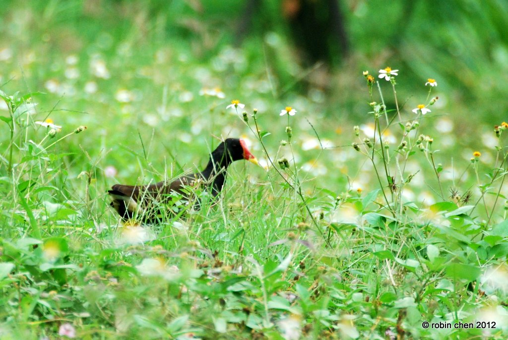 Tiptoe through the Tulips?