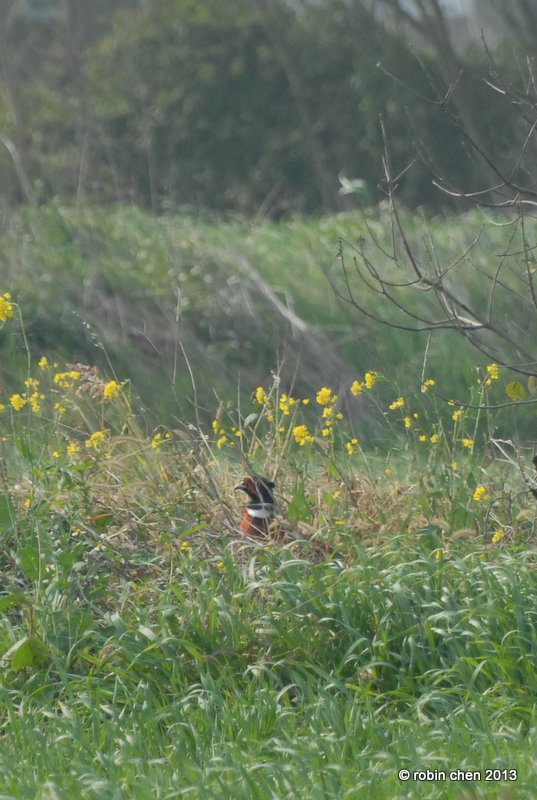 Pheasant among the Flowers