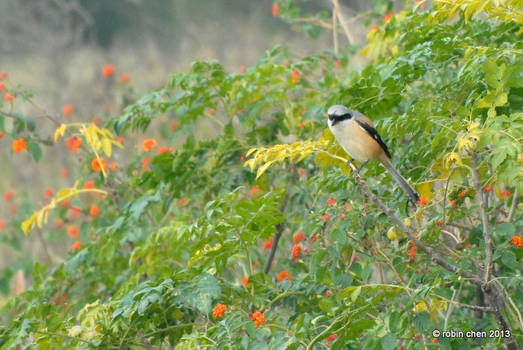 Bright Shrike