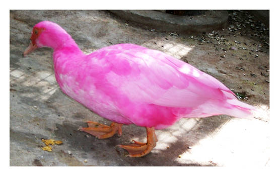 pink duck