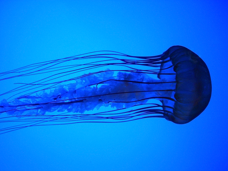 deep blue jelly