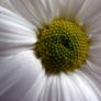 Macro Heart Of Flower