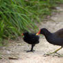 Gallinule Family