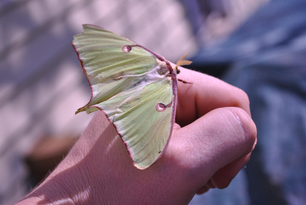 Baby Mathra Baby Mothra by Synistor on DeviantArt