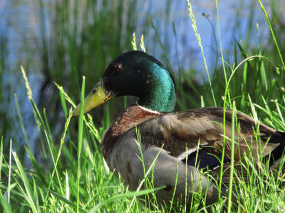 Drake Mallard 2