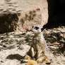 meerkat II