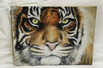 Tigre Indiana by FlorindaZanetti