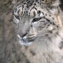 The Snow Leopard