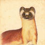 Bridled Weasel Study