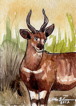 South African ACEOs: Bush buck