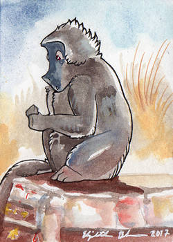 South African ACEOs: Chacma baboon