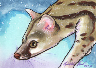 Common Genet ACEO by LizBoudreauArt on DeviantArt