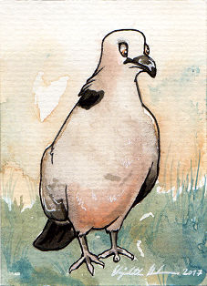 South African ACEOs: Cape turtle dove