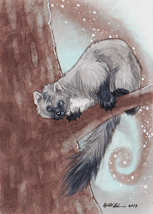 Marten Climb ACEO