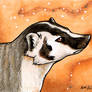 American Badger ACEO