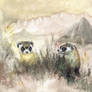 Black-footed Ferrets