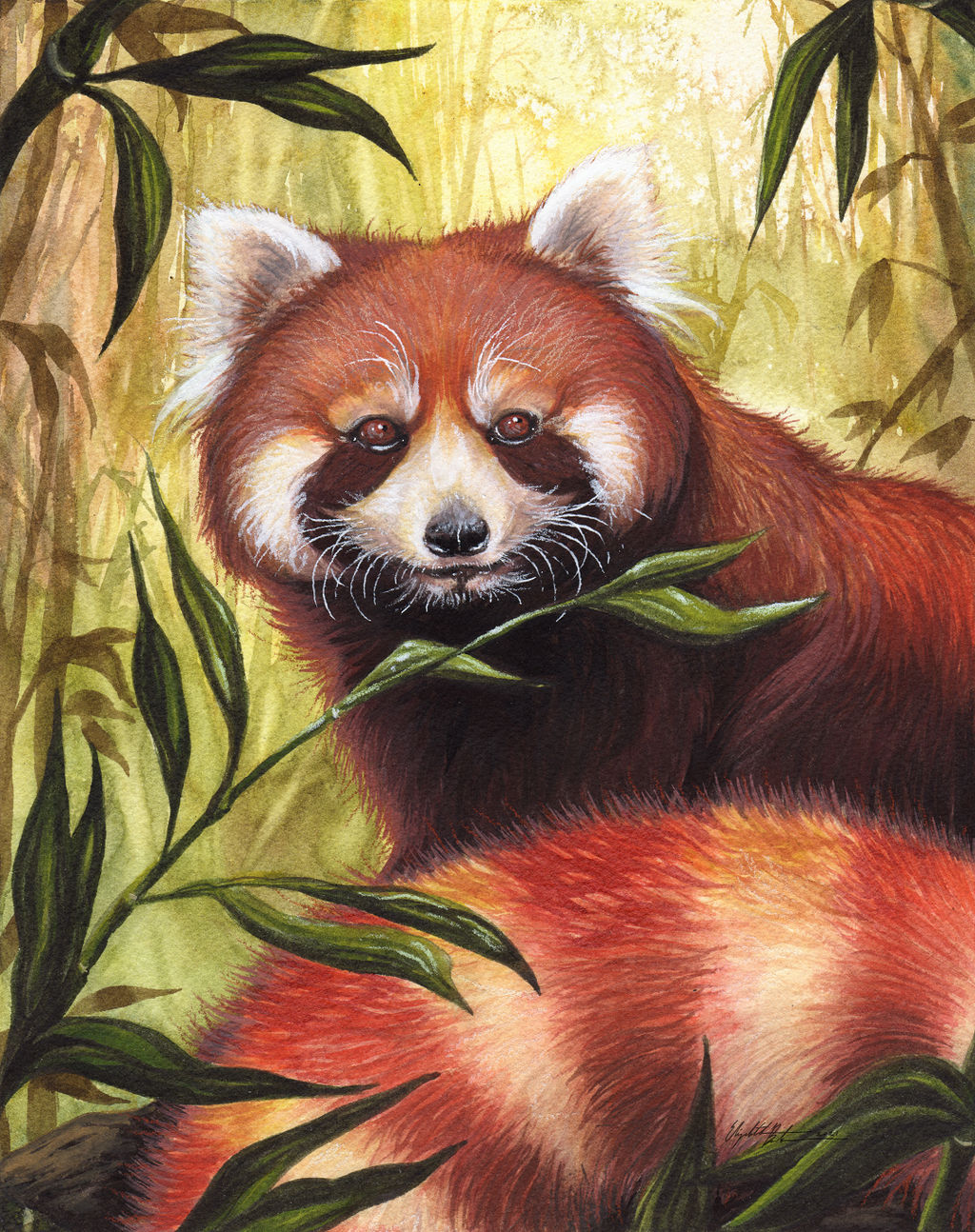 Red Panda by LizBoudreauArt on DeviantArt