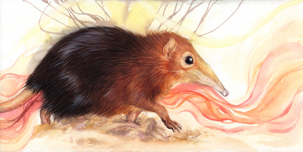 Black and Rufous Elephant Shrew by LizBoudreauArt on DeviantArt Black and Rufous Elephant Shrew by LizBoudreauArt on DeviantArt