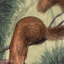 Northern Treeshrew ACEO