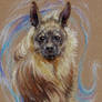 Brown Hyena ACEO