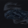Polar Bear Skull Study