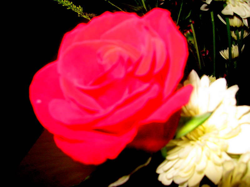 a virtual rose by cocoshaynel on DeviantArt