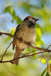 sparrow