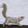 Winter Squirrel Card