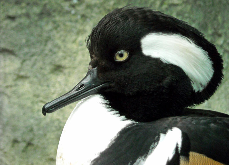 Merganser