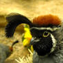 Gambel's Quail