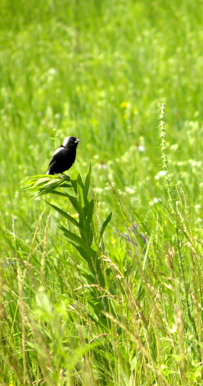 Bobolink