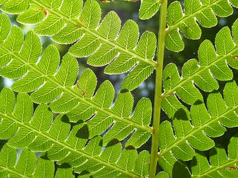 Natures Stained Glass