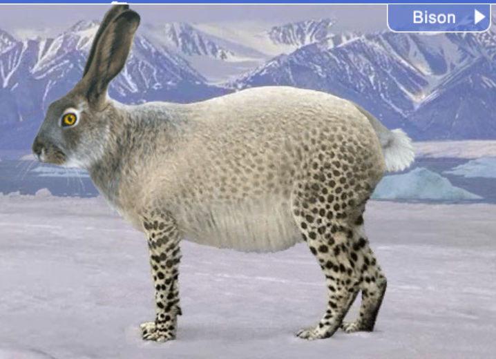 Arctic Spotted Rabbit By CoDXros3 On DeviantArt