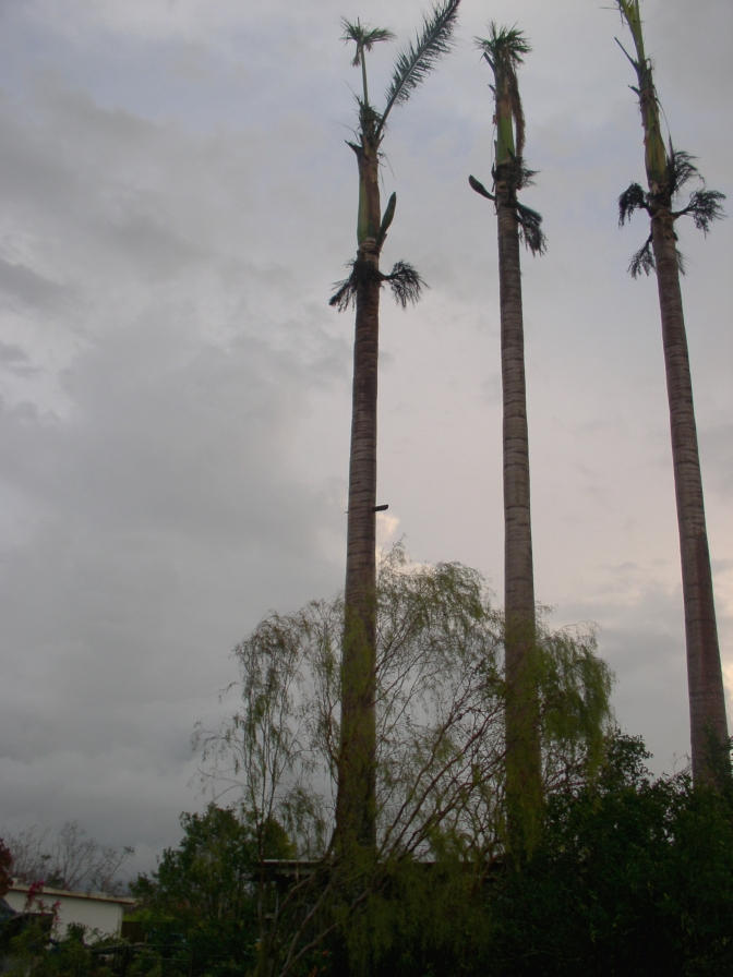 Cyclone Larry Tree by debs on DeviantArt
