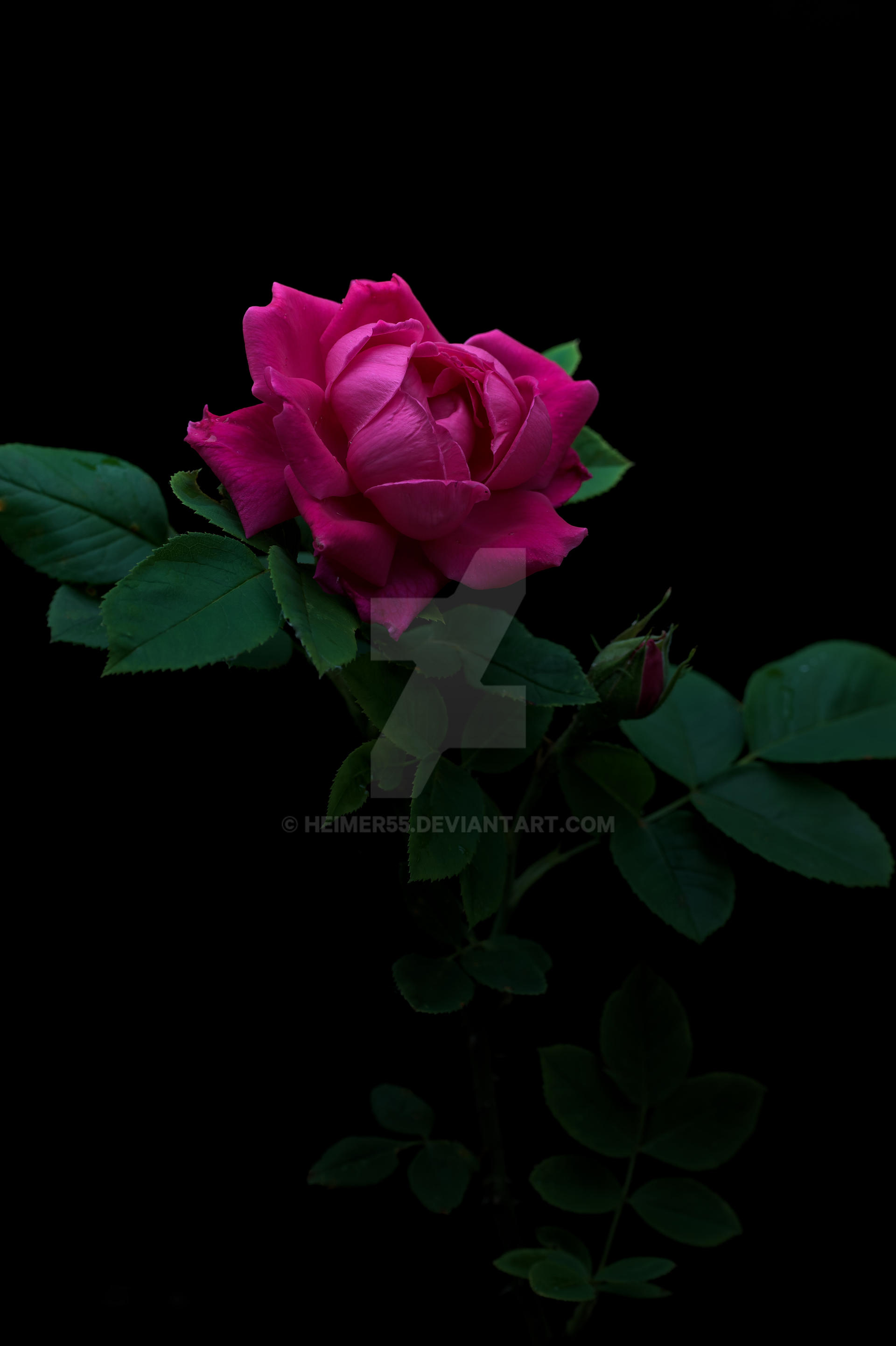 Photo of rose coming out of darkness