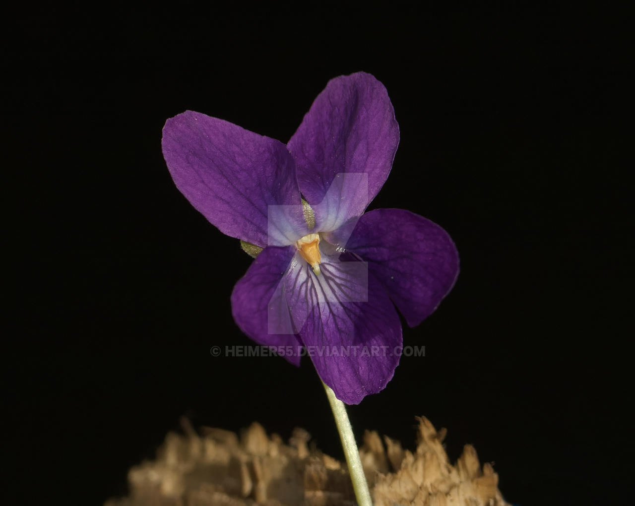 Sweet Violet photo