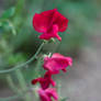 Sweet pea photo