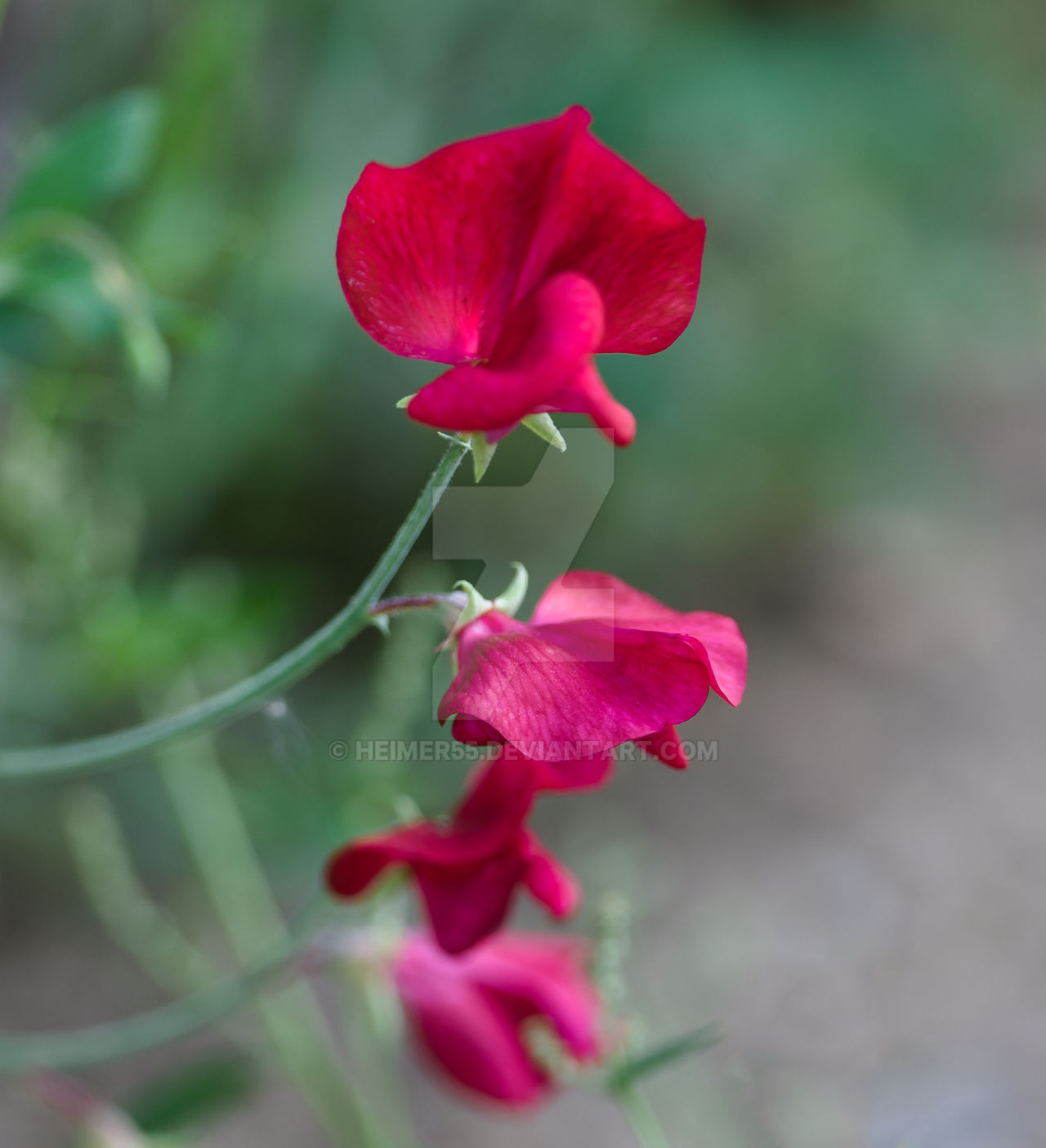 Sweet pea photo