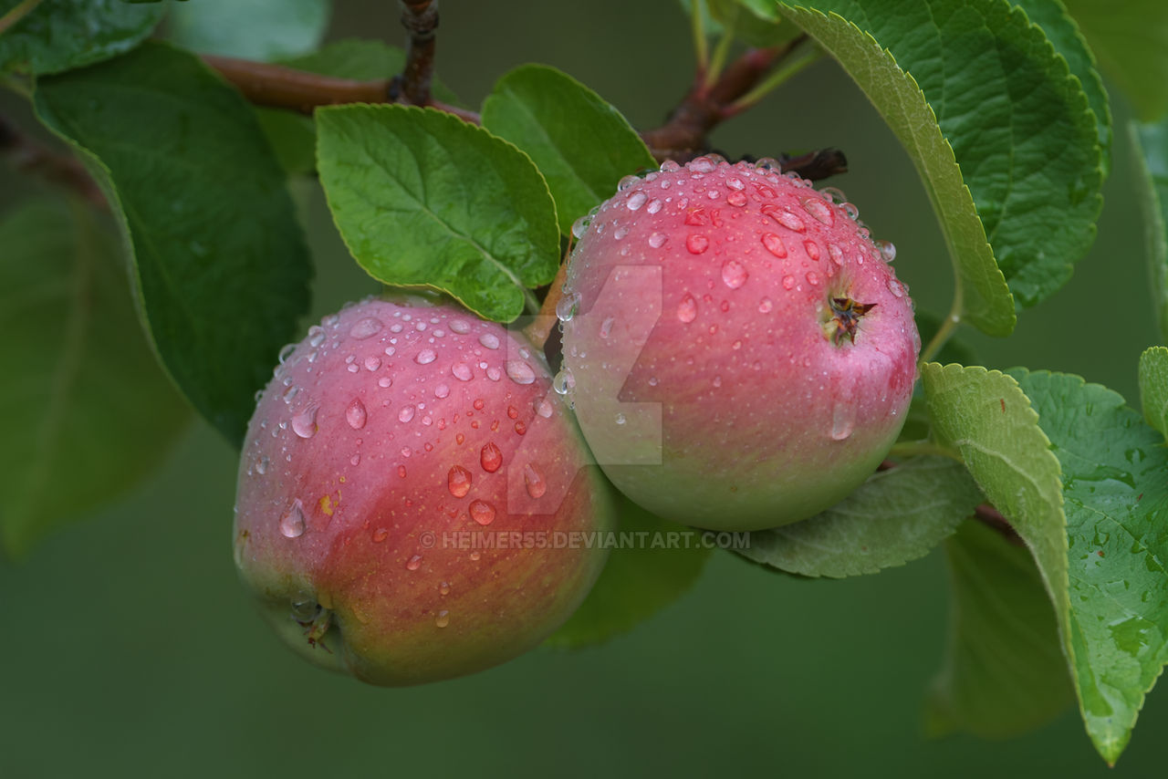 Apples after a long awaited rain