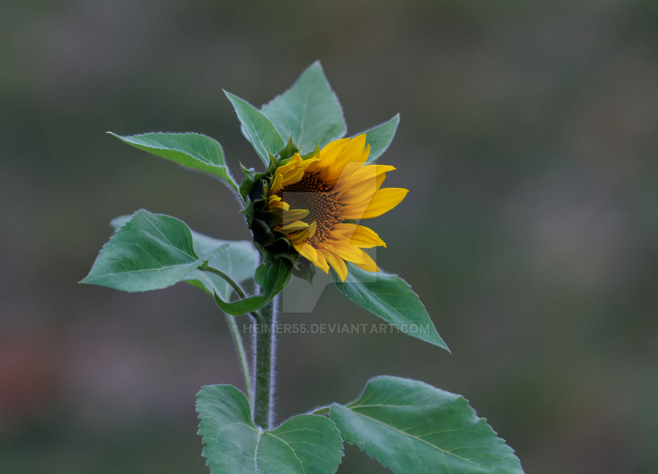 Fall Sunflower