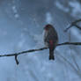 House finch on a winter day