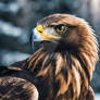 Golden Eagle 01